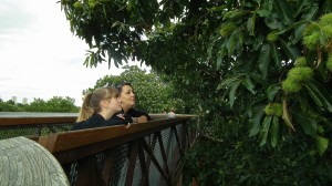 Kew Gardens Treetop Walkway 1    